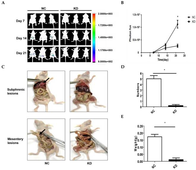 J Cancer Image