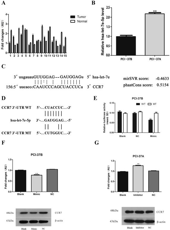 J Cancer Image