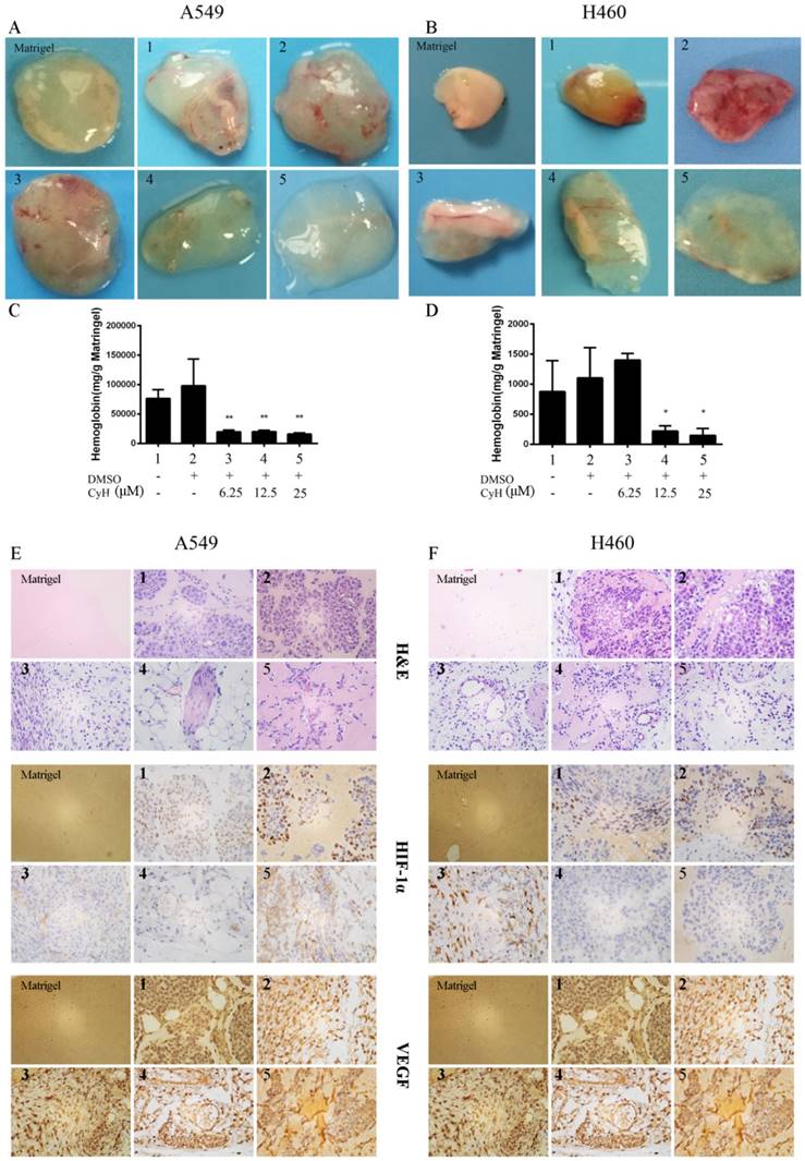 J Cancer Image