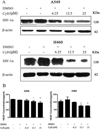 J Cancer Image