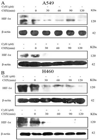 J Cancer Image