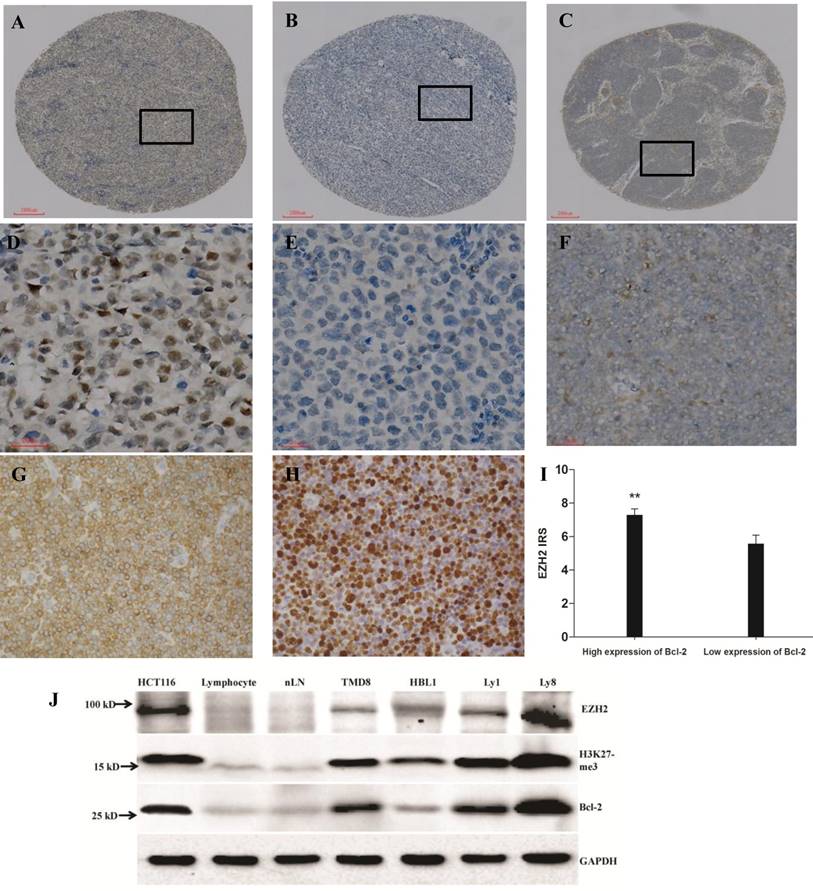 J Cancer Image