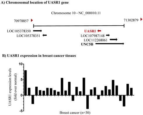 J Cancer Image