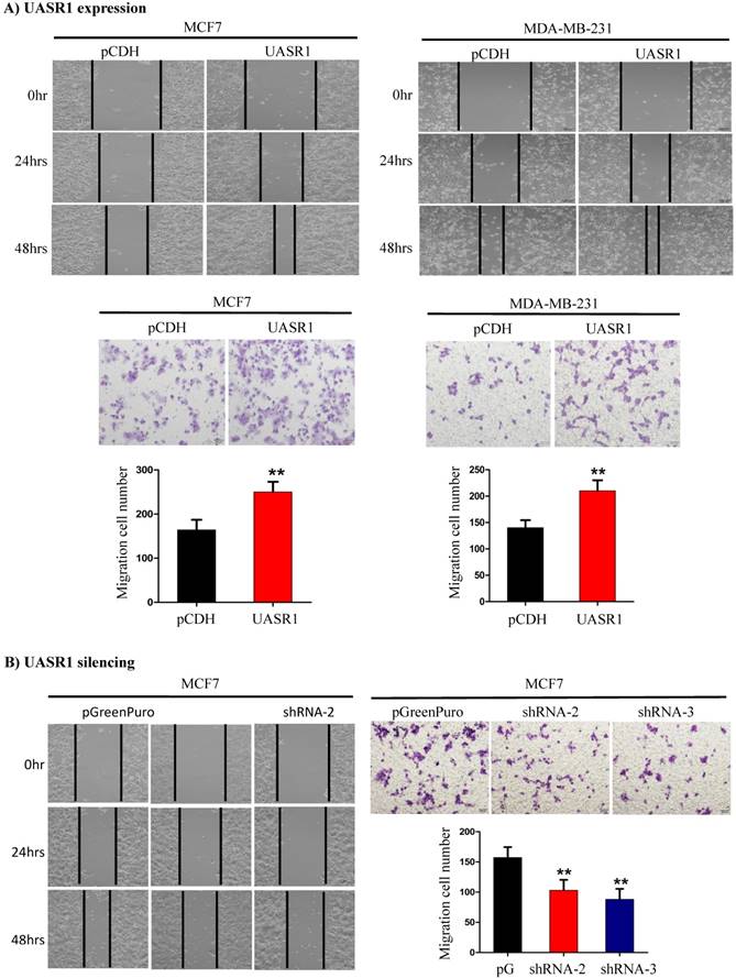 J Cancer Image