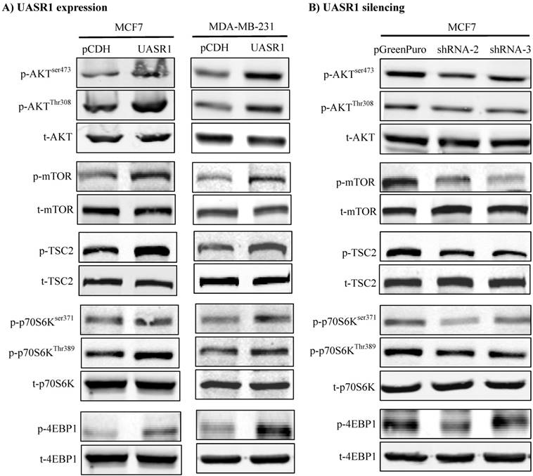 J Cancer Image