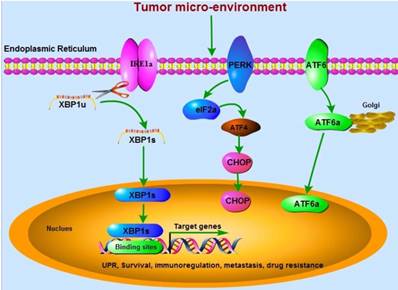 J Cancer Image