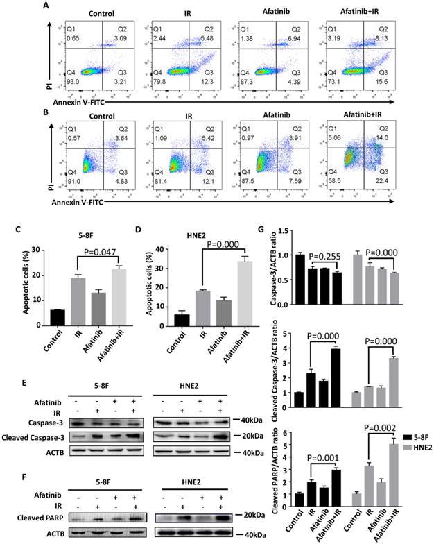 J Cancer Image