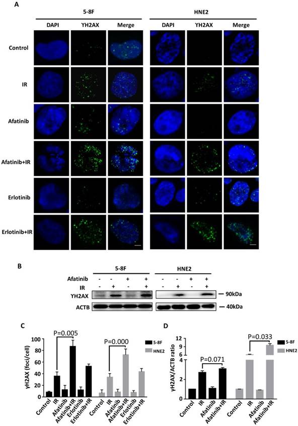 J Cancer Image