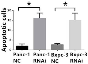 J Cancer Image