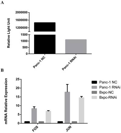 J Cancer Image