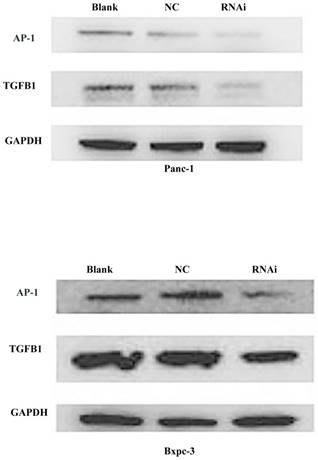 J Cancer Image