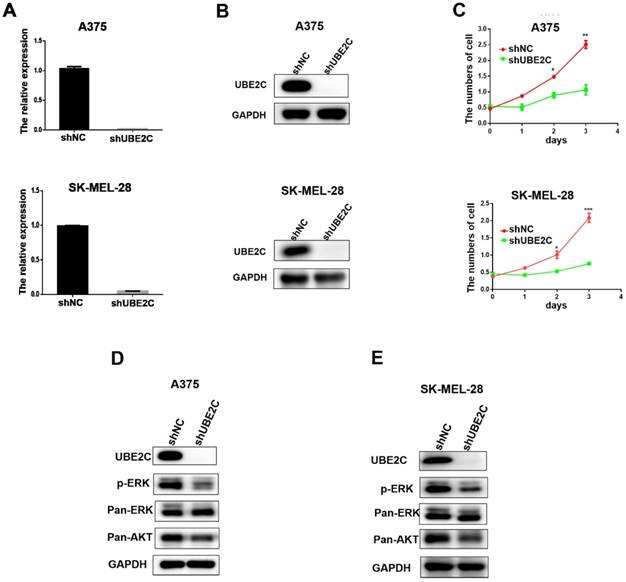 J Cancer Image