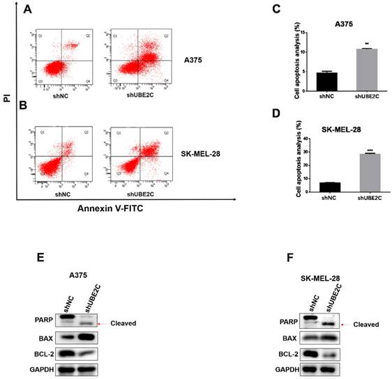 J Cancer Image