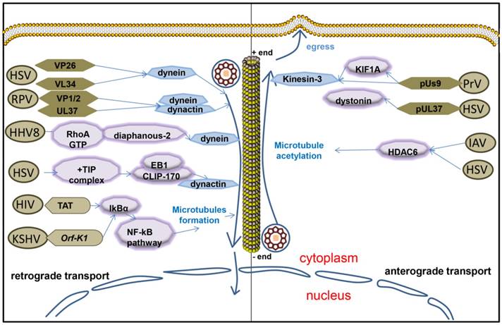 J Cancer Image