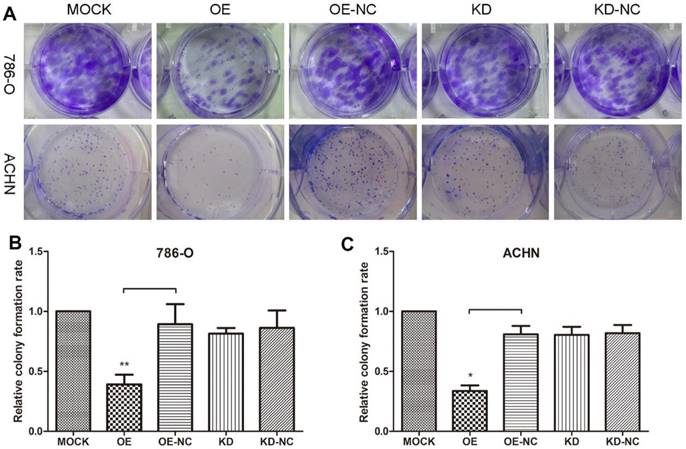 J Cancer Image