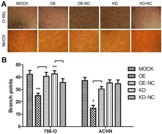 J Cancer Image