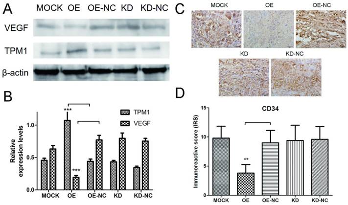 J Cancer Image