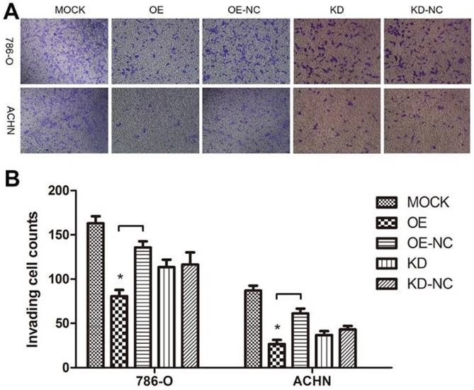 J Cancer Image