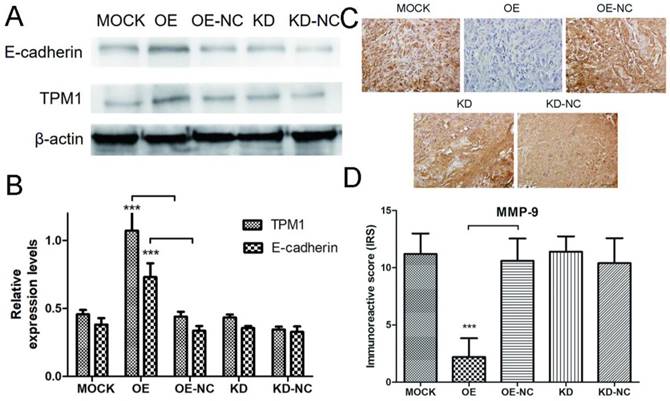 J Cancer Image