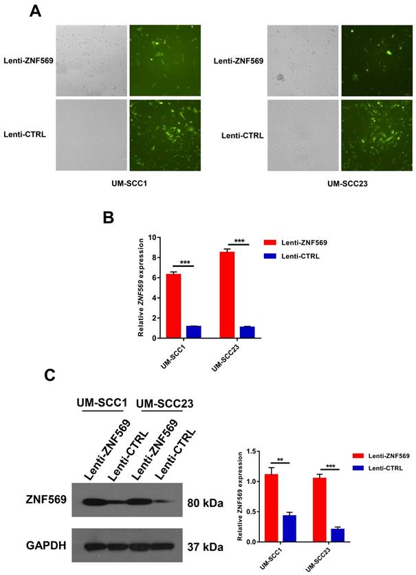 J Cancer Image