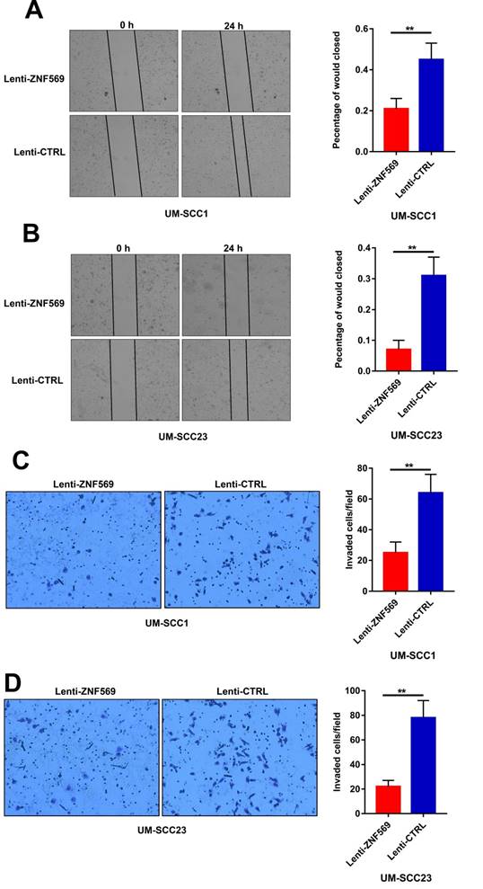 J Cancer Image