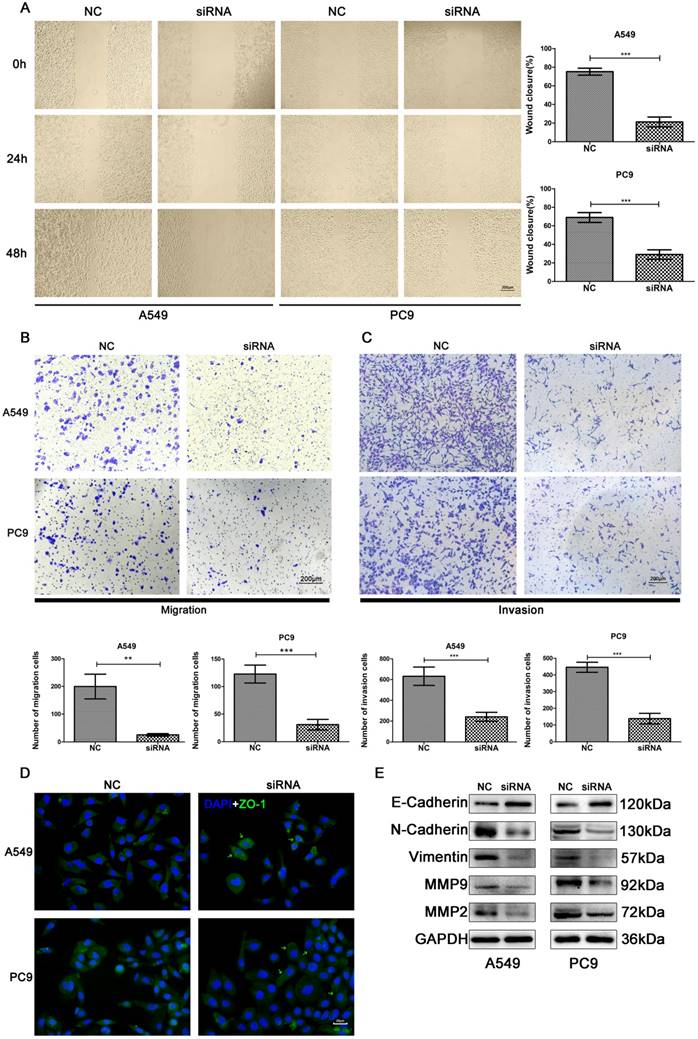 J Cancer Image