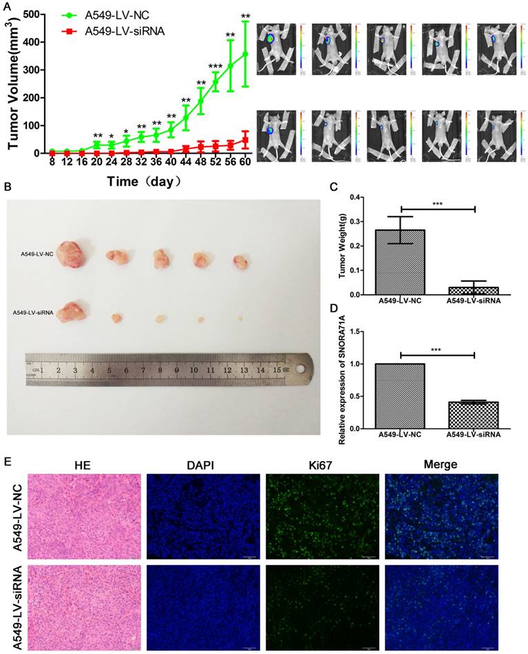 J Cancer Image