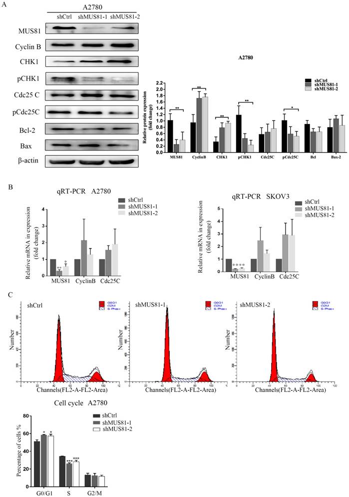 J Cancer Image