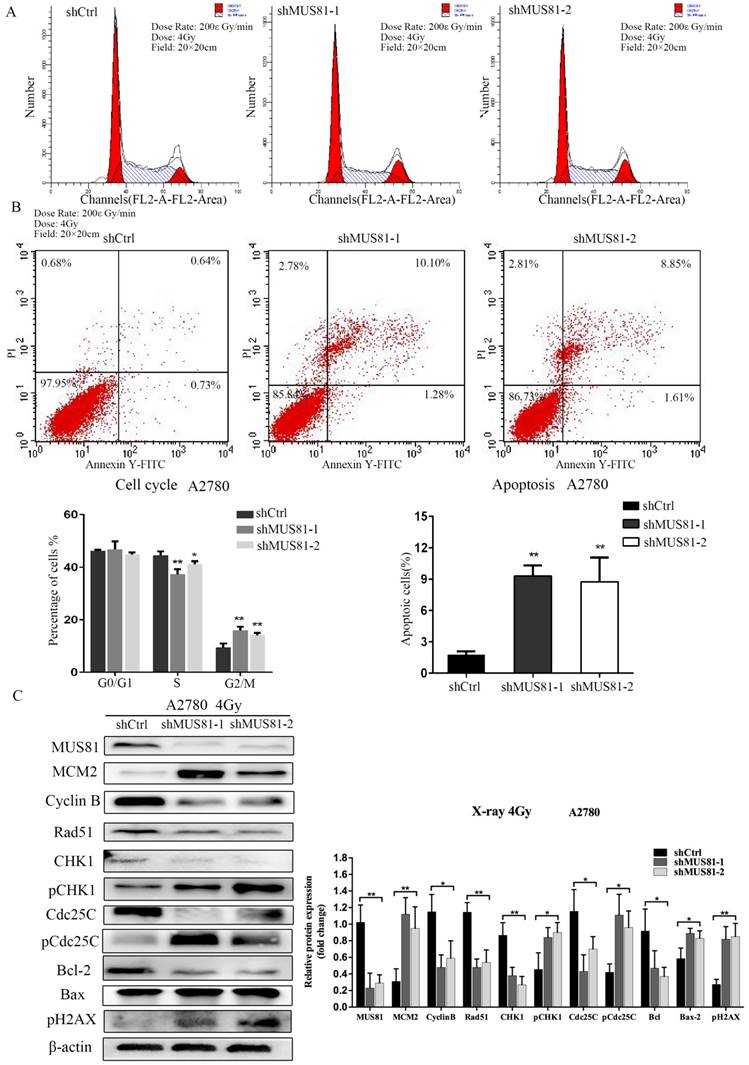 J Cancer Image