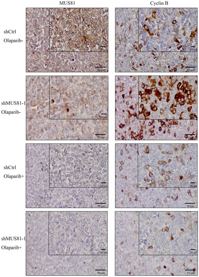 J Cancer Image