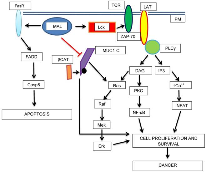 J Cancer Image