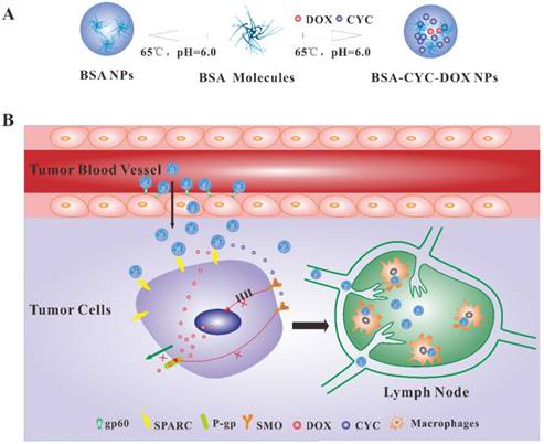 J Cancer Image