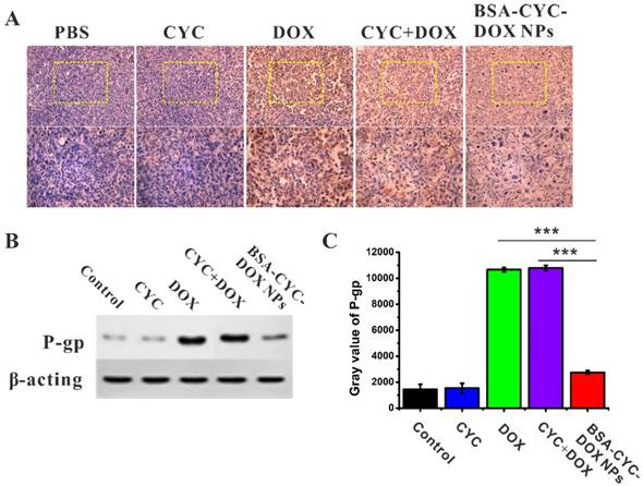 J Cancer Image