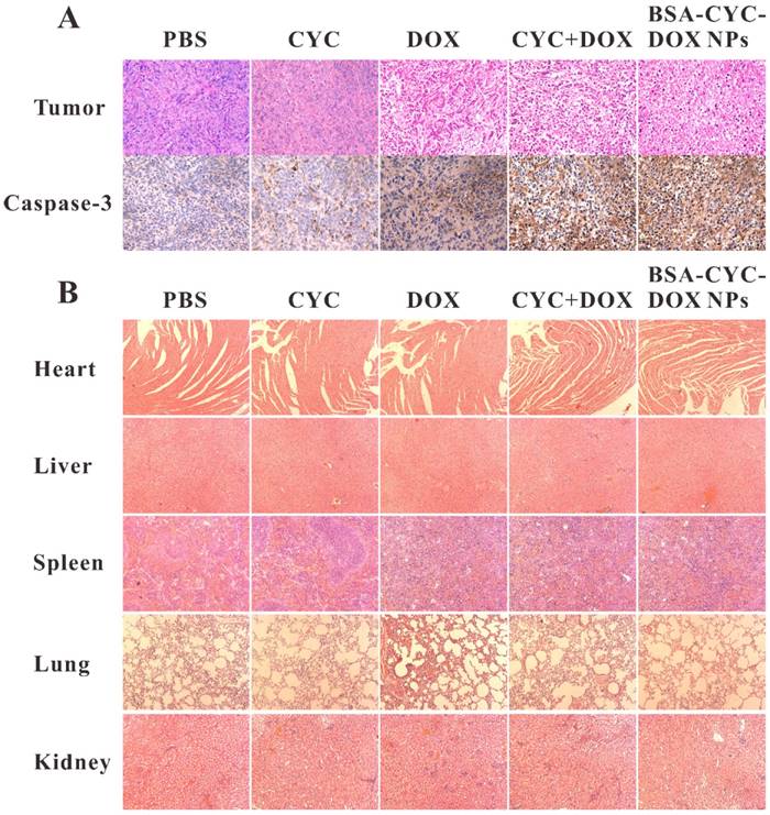 J Cancer Image