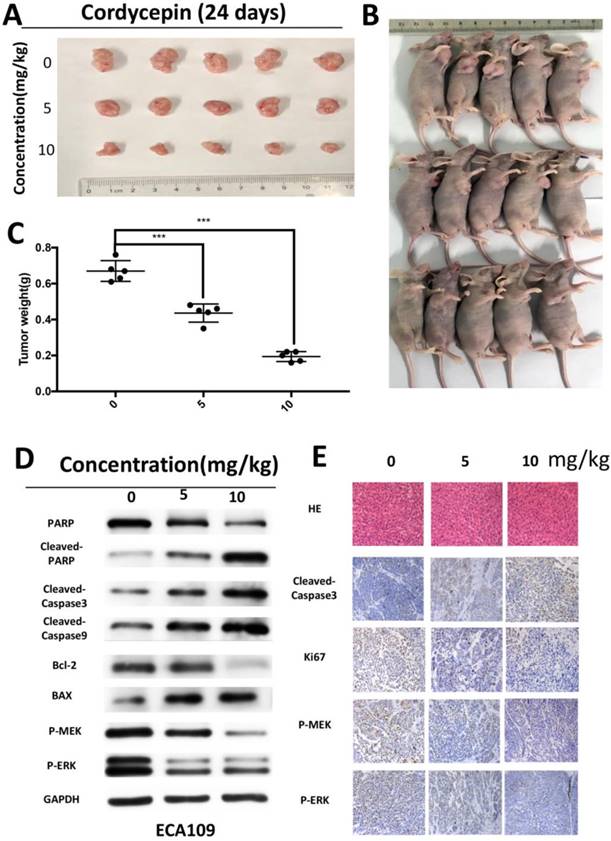 J Cancer Image