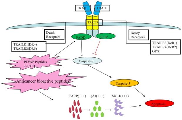 J Cancer Image