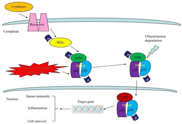 J Cancer Image