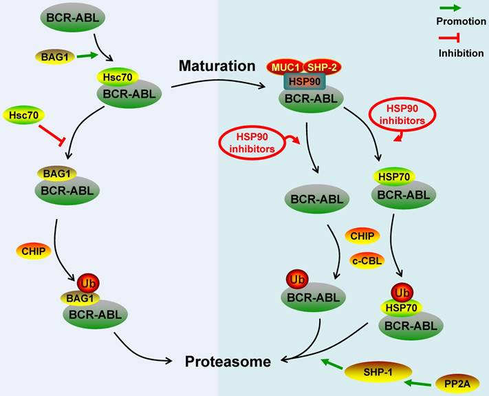 J Cancer Image