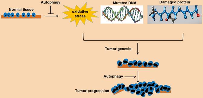 J Cancer Image