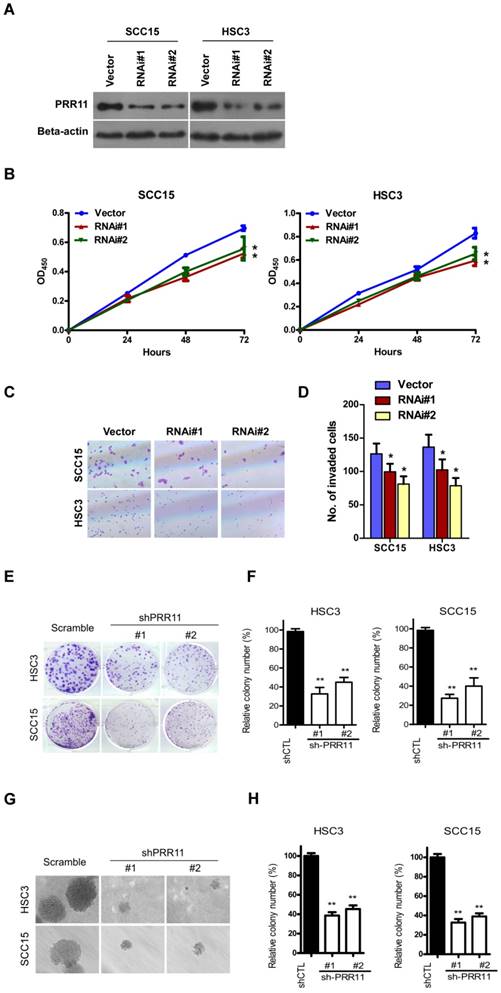 J Cancer Image