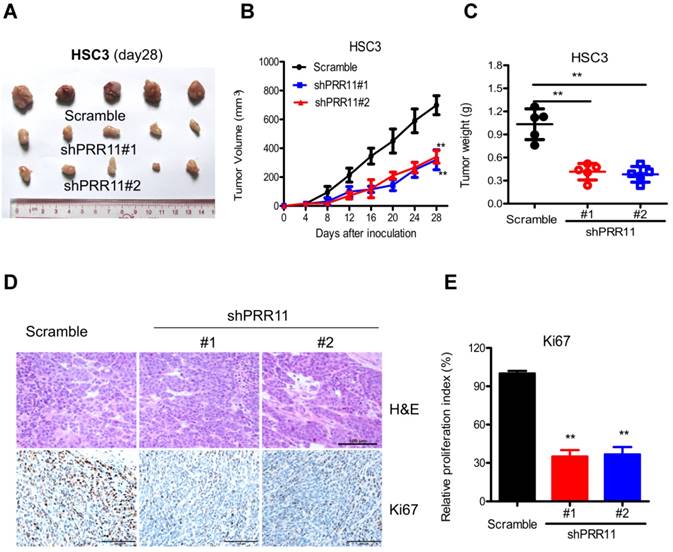 J Cancer Image