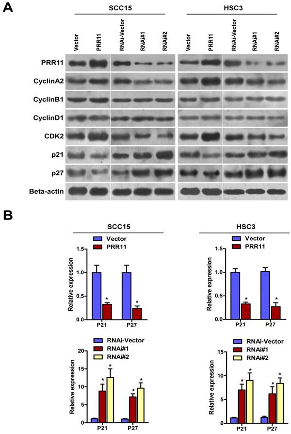 J Cancer Image