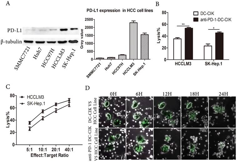 J Cancer Image