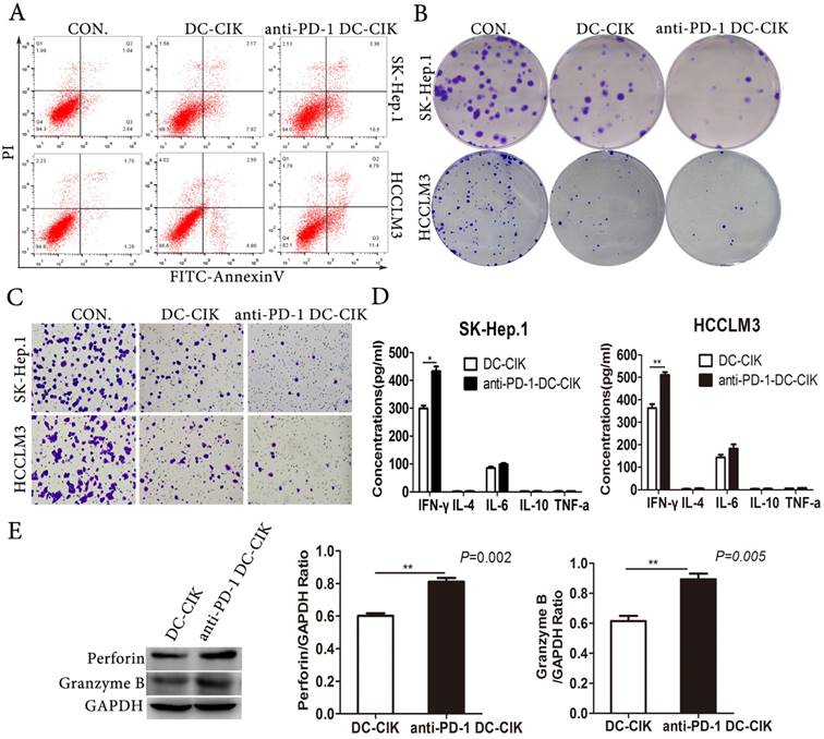 J Cancer Image