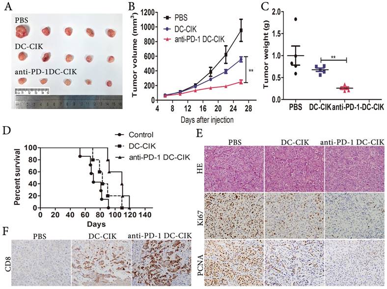 J Cancer Image