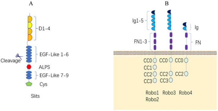 J Cancer Image