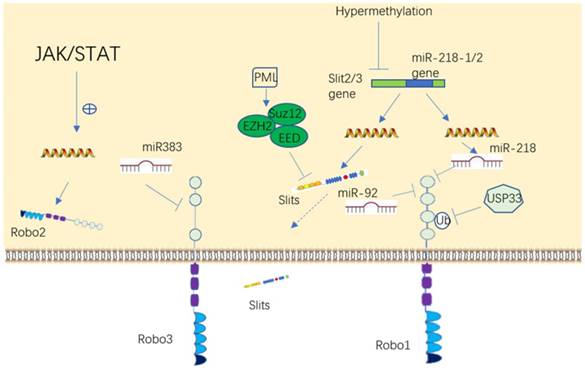 J Cancer Image