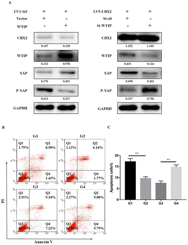 J Cancer Image