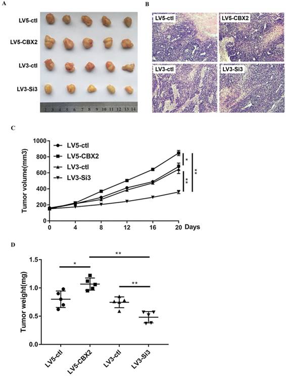 J Cancer Image