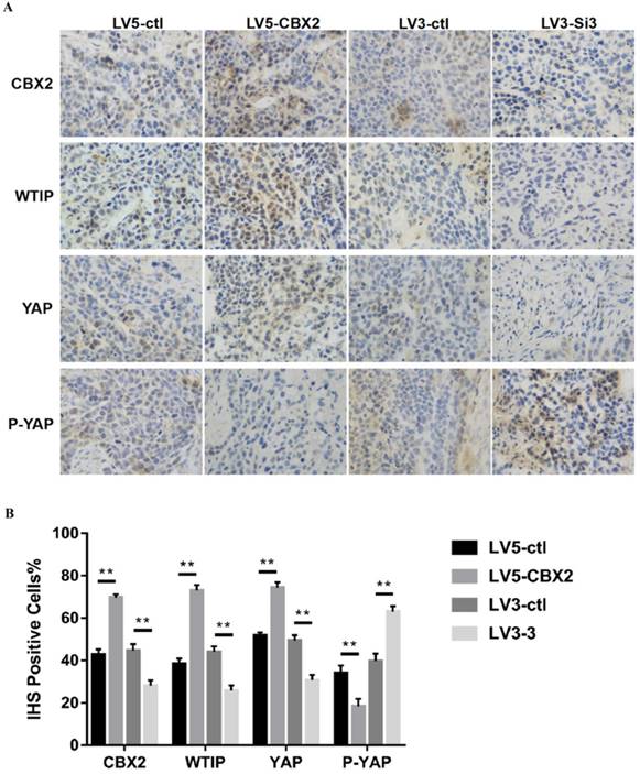 J Cancer Image